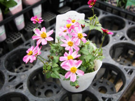 ２月入荷中の花苗の紹介