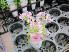 ２月入荷中の花苗の紹介