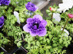 ２月入荷中の花苗の紹介