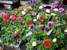 ２月入荷中の花苗の紹介