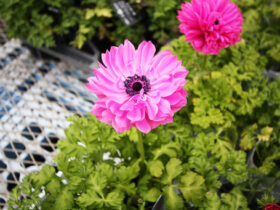 ２月入荷中の花苗の紹介