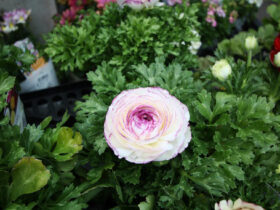 ２月入荷中の花苗の紹介