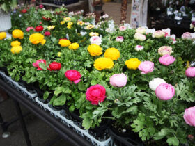 ２月入荷中の花苗の紹介