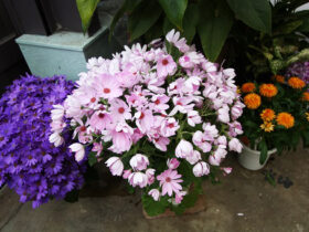 ３月入荷中の花苗の紹介
