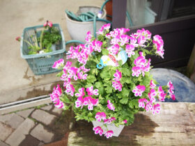 ３月入荷中の花苗の紹介