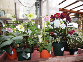 ３月入荷中の花苗の紹介