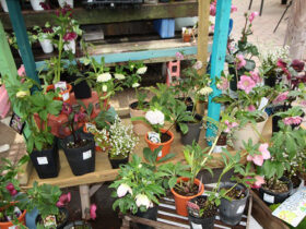 ３月入荷中の花苗の紹介