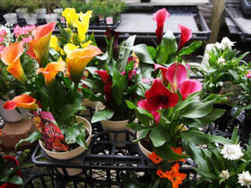 ３月入荷中の花苗の紹介