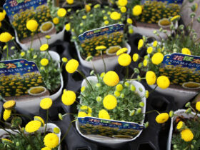 ３月入荷中の花苗の紹介
