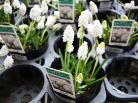 ３月入荷中の花苗の紹介