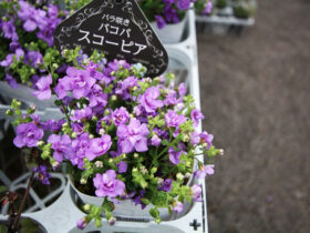 ３月入荷中の花苗の紹介