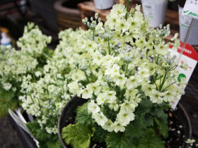 ３月入荷中の花苗の紹介