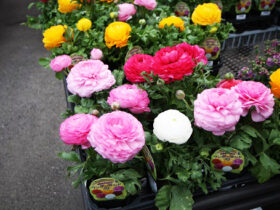 ３月入荷中の花苗の紹介