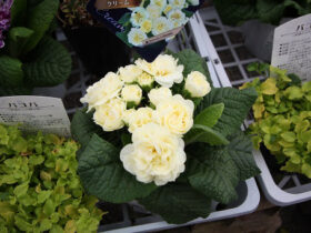 ３月入荷中の花苗の紹介