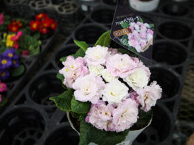 ３月入荷中の花苗の紹介