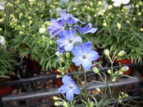 ３月入荷中の花苗の紹介