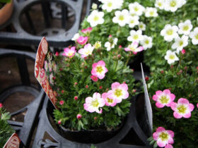 ３月入荷中の花苗の紹介