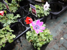３月入荷中の花苗の紹介