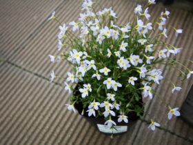 ３月入荷中の花苗の紹介