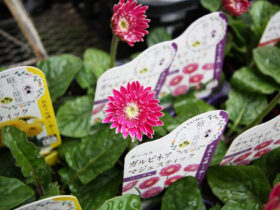 ３月入荷中の花苗の紹介