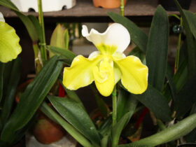 ３月入荷中の花苗の紹介