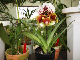 ３月入荷中の花苗の紹介