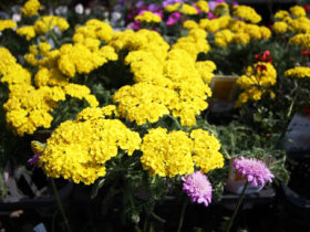 ３月入荷中の花苗の紹介