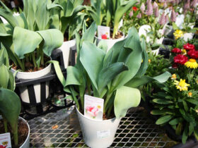 ３月入荷中の花苗の紹介