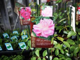 ３月入荷中の花苗の紹介