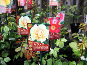 ３月入荷中の花苗の紹介