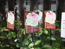 ３月入荷中の花苗の紹介