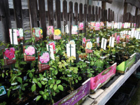 ３月入荷中の花苗の紹介