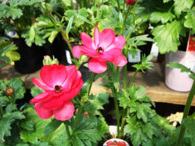 ３月入荷中の花苗の紹介