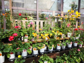 ３月入荷中の花苗の紹介