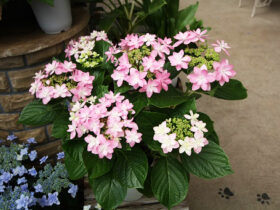 ３月入荷中の花苗の紹介