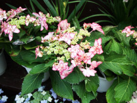 ３月入荷中の花苗の紹介