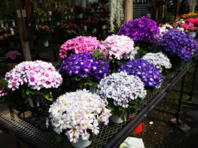 ３月入荷中の花苗の紹介