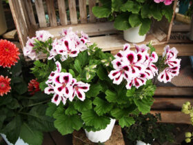 ３月入荷中の花苗の紹介