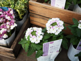 ３月入荷中の花苗の紹介