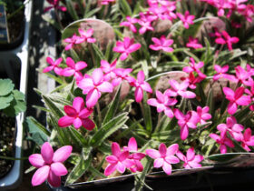 ３月入荷中の花苗の紹介