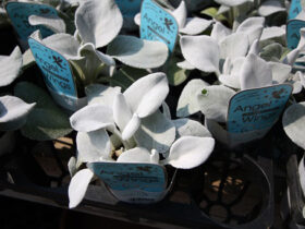 ３月入荷中の花苗の紹介