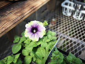 ３月入荷中の花苗の紹介