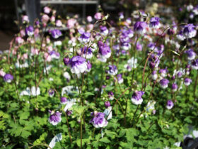 ３月入荷中の花苗の紹介