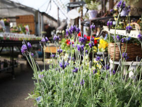 ３月入荷中の花苗の紹介