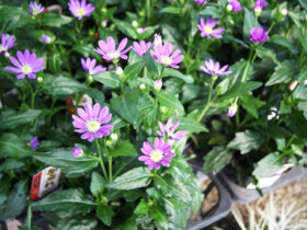 ３月入荷中の花苗の紹介