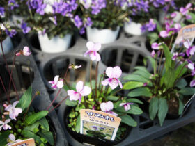 ３月入荷中の花苗の紹介