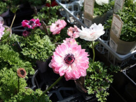 ３月入荷中の花苗の紹介
