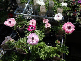 ３月入荷中の花苗の紹介