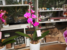 ３月入荷中の花苗の紹介