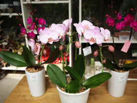 ３月入荷中の花苗の紹介
